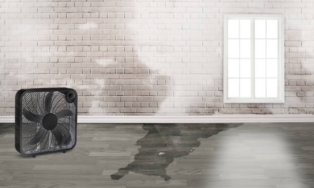 Best Water damage restoration near me  in Mason City, IL